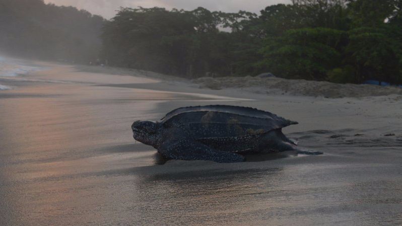Conservation group sues to uphold whale, turtle protections