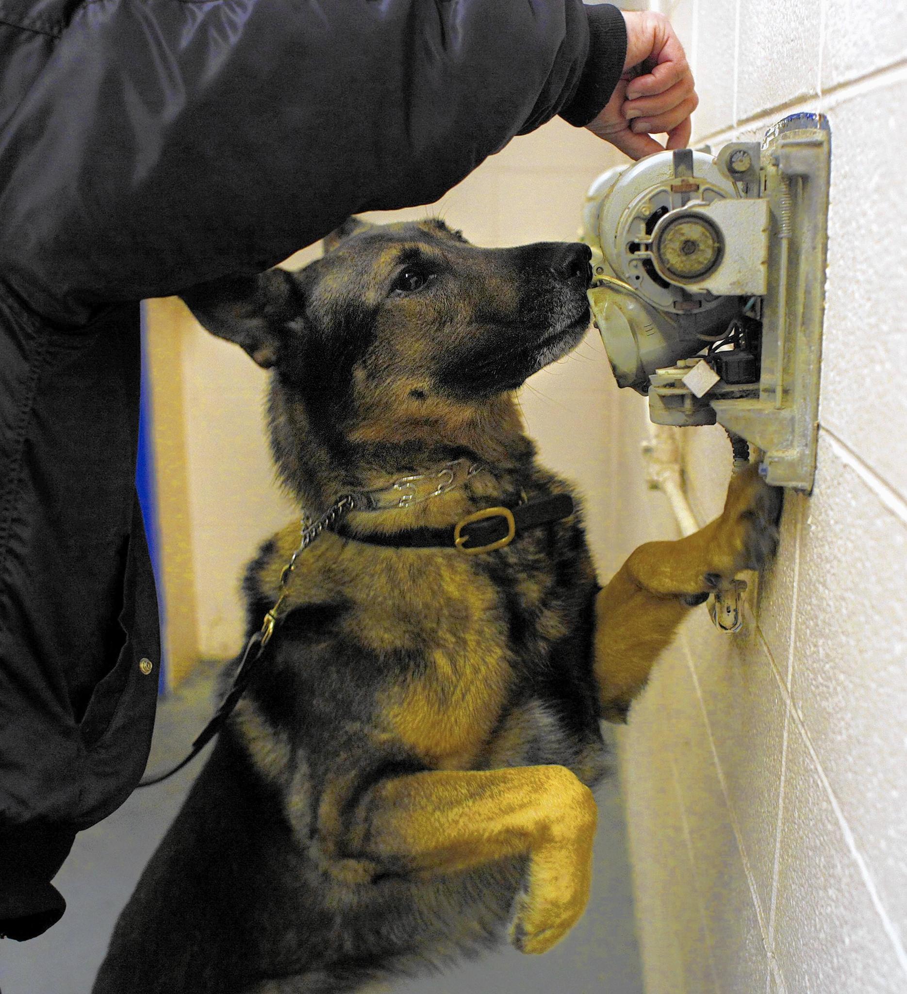 Lake County officers training to revive police dogs who overdose after contact with opioids