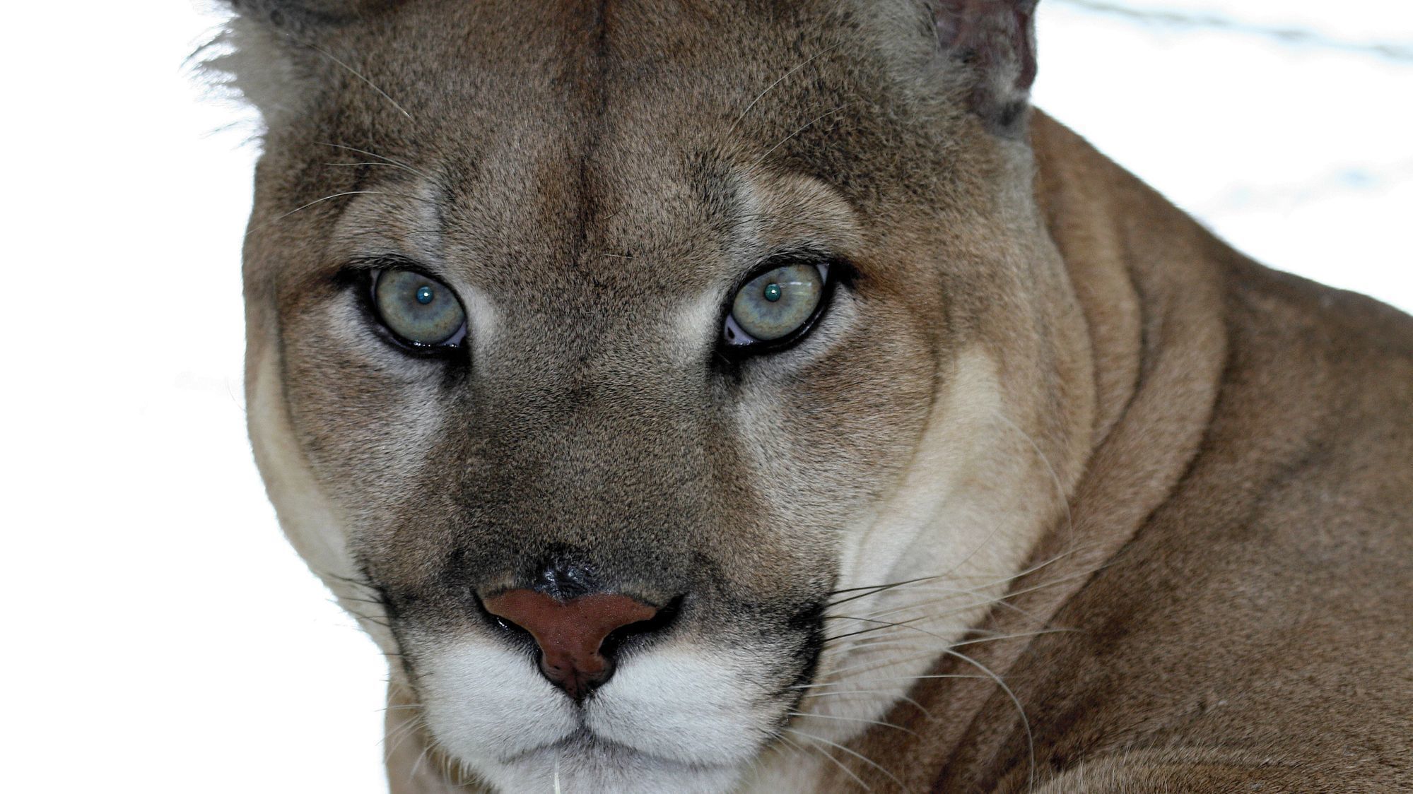 Stand up now for Florida î€€panthersî€\' protection Opinion - Sun Sentinel