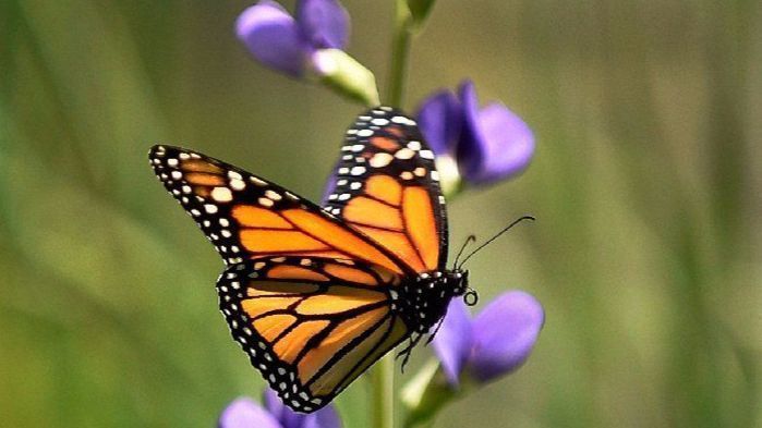 Image result for monarch butterfly