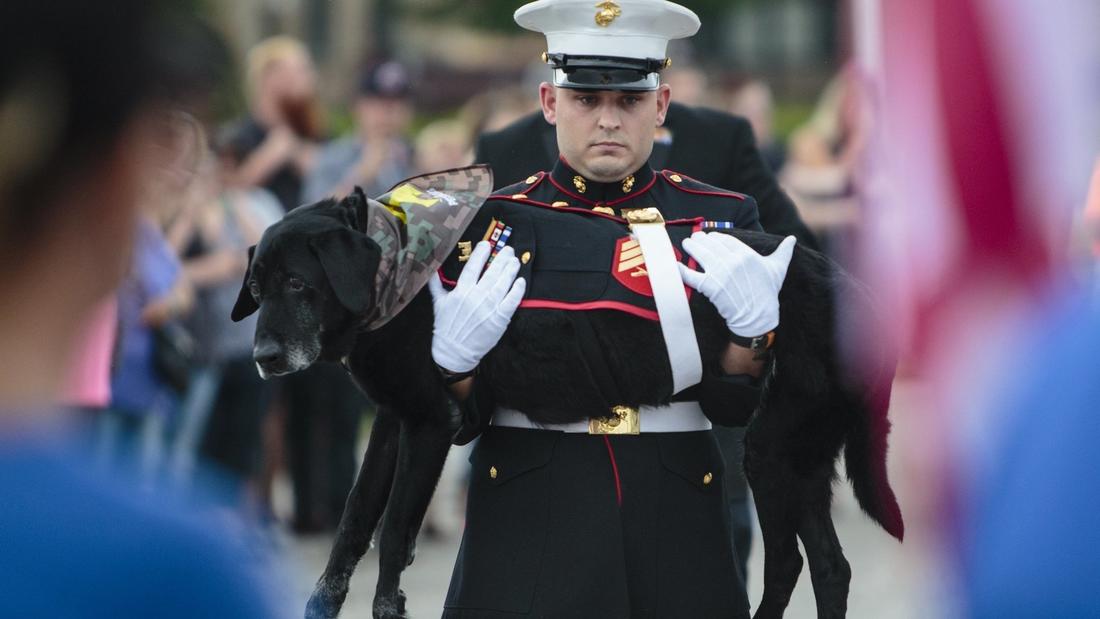 Military dog farewell