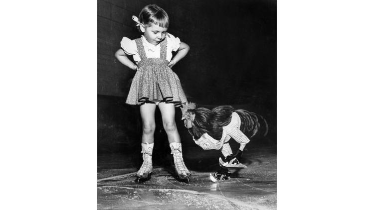 Oct. 12, 1952: Buster, a rooster, ice skates as Cathy Henderson of San Marino watches at the Pasaden