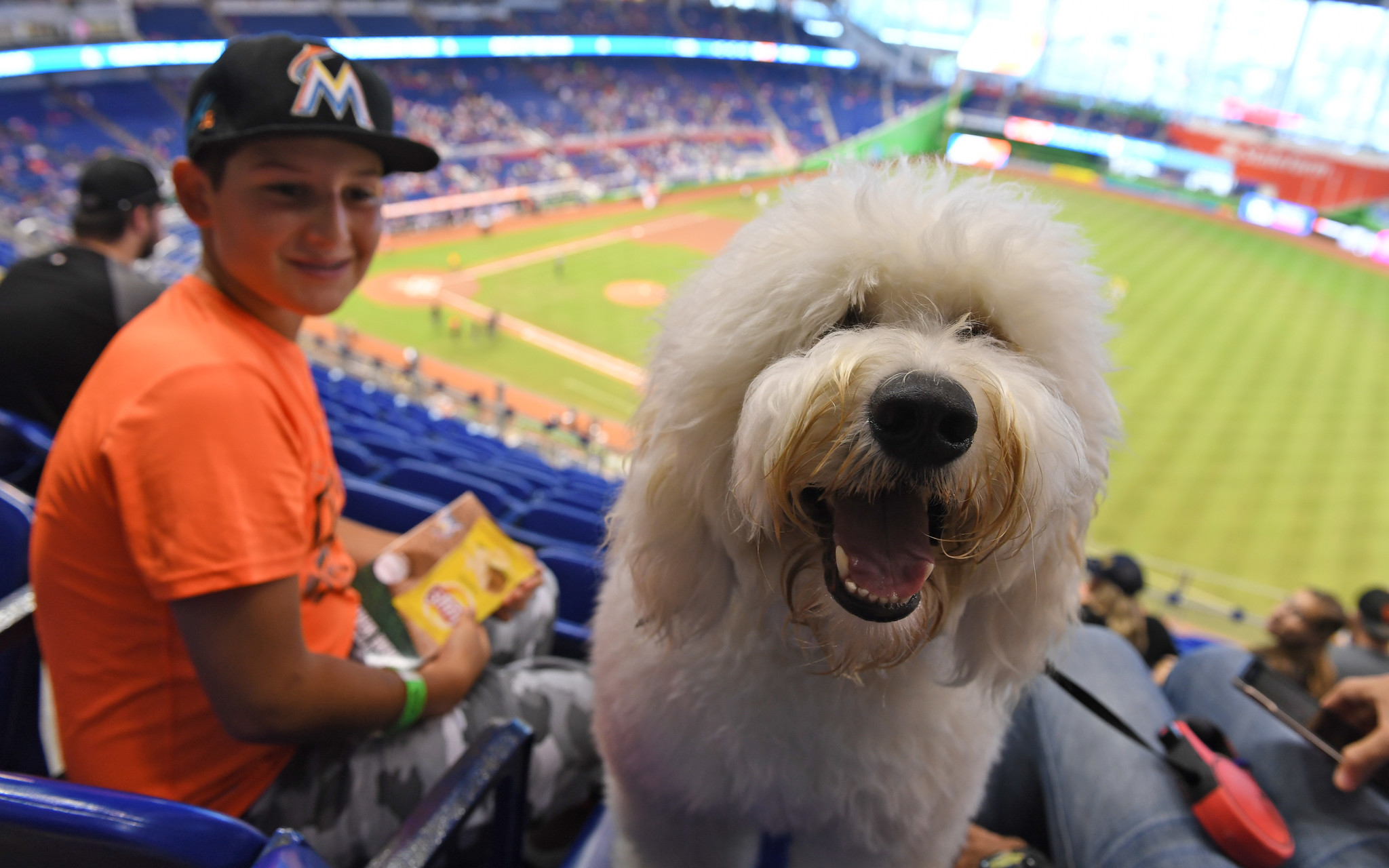 Photos Bark at the Park day with the Marlins Sun Sentinel