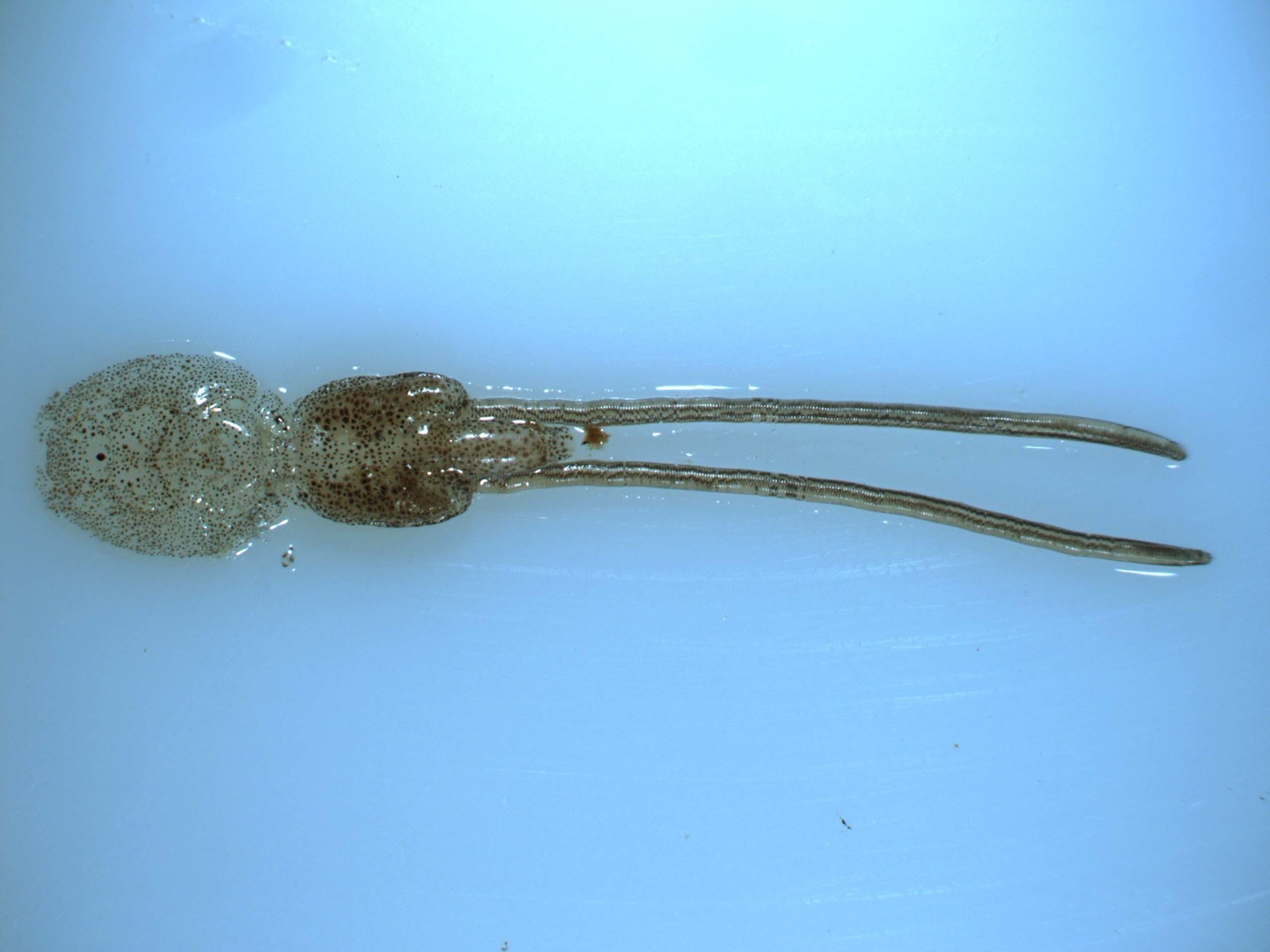 Image result for sea lice salmon