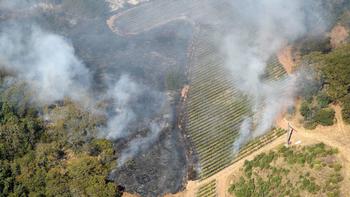 Vineyards may have kept wine country fire from getting worse