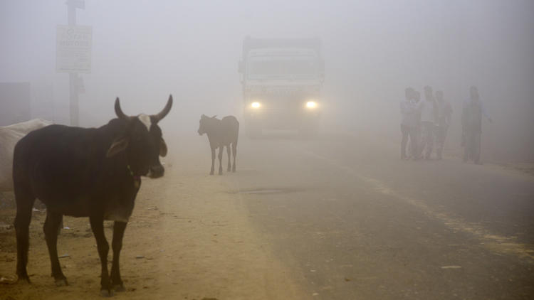 Cows stand by the side of a road as a truck drives with lights on through smog in Greater Noida, nea