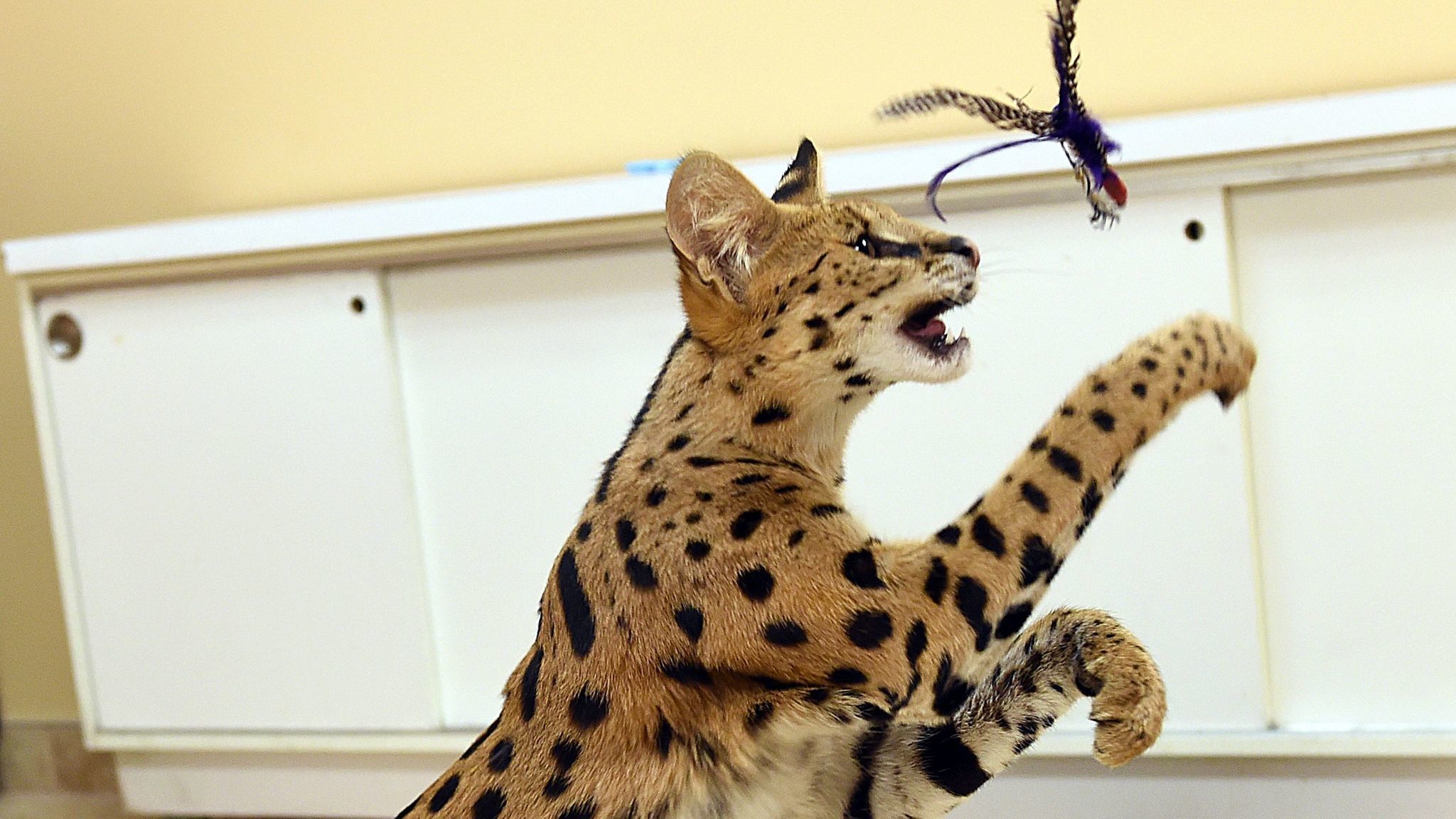 The African Serval cat was transported to a big cat rescue facility that can give it the special diet and extensive exercise it needs.  ( )