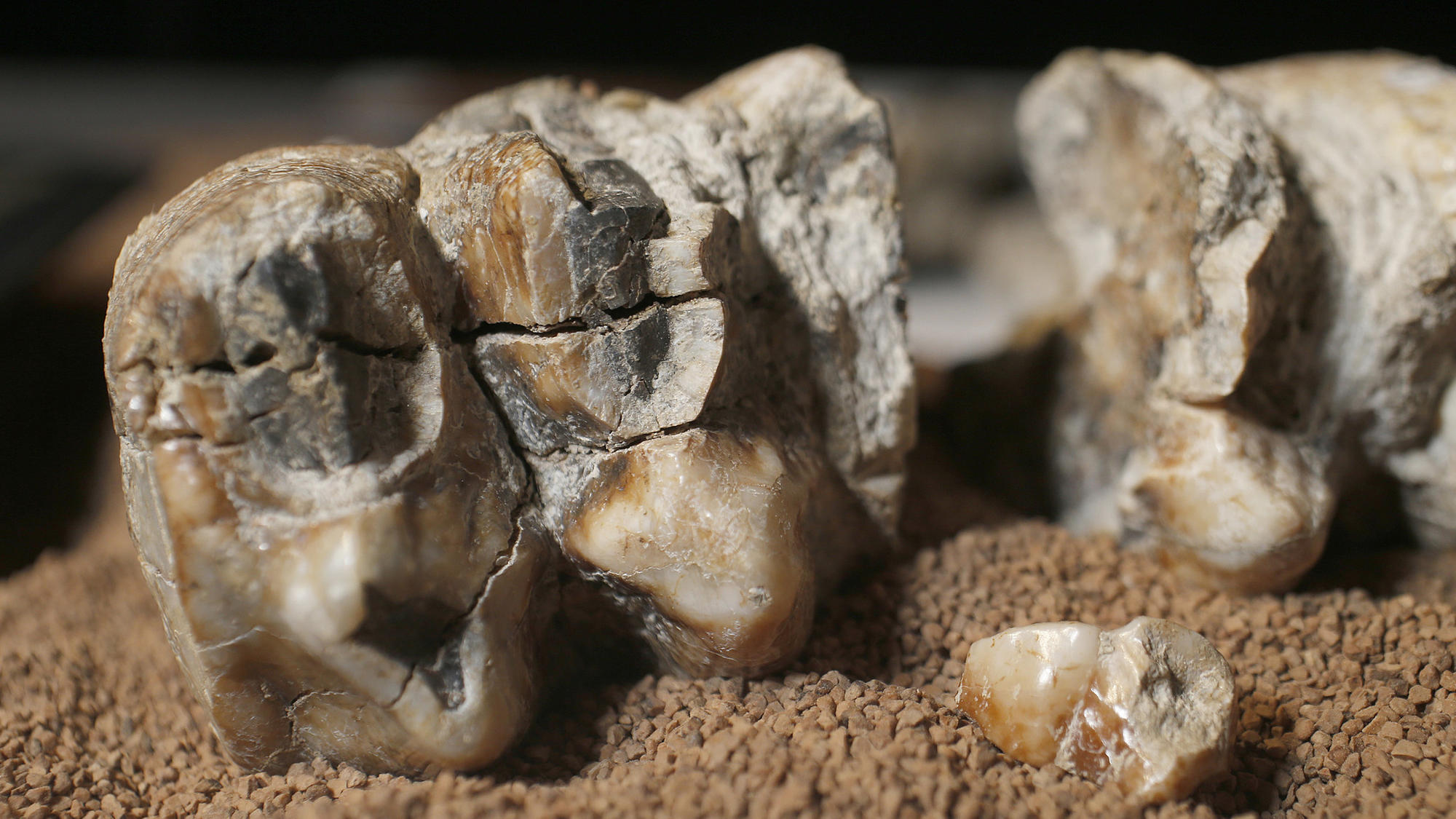 Mastodon molar