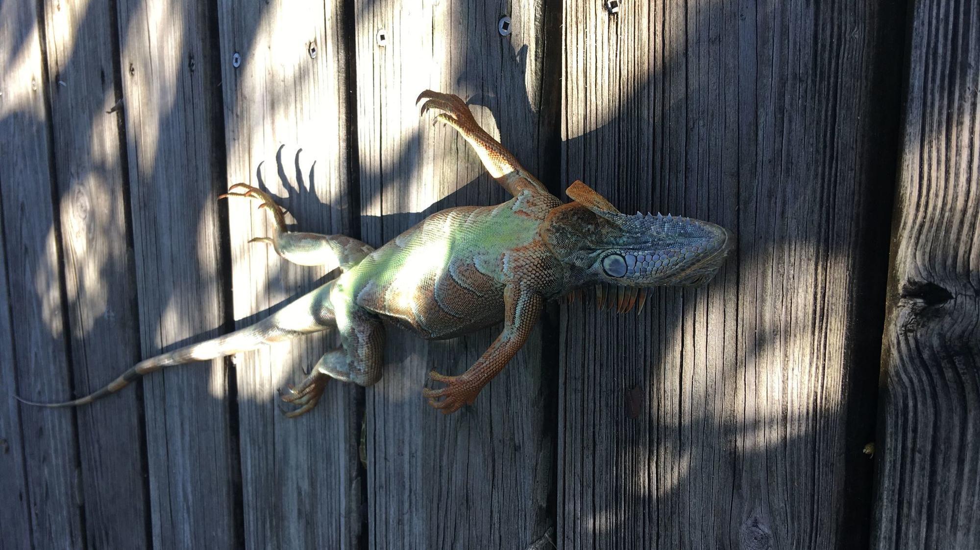It's so cold, stiff iguanas are turning belly-up all over South Florida - Sun Sentinel