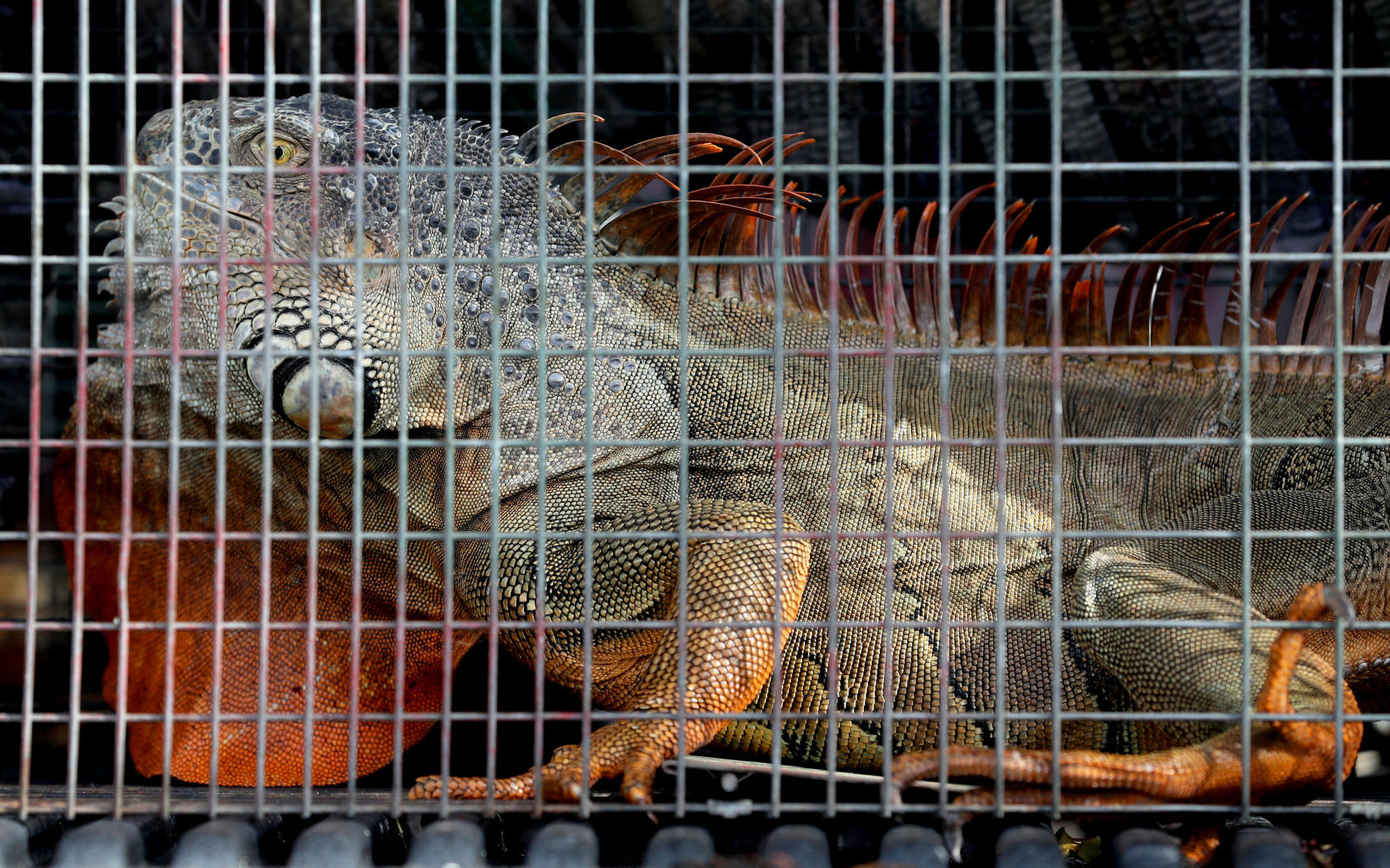How to kill an iguana (legally) - Sun Sentinel2000 x 1249
