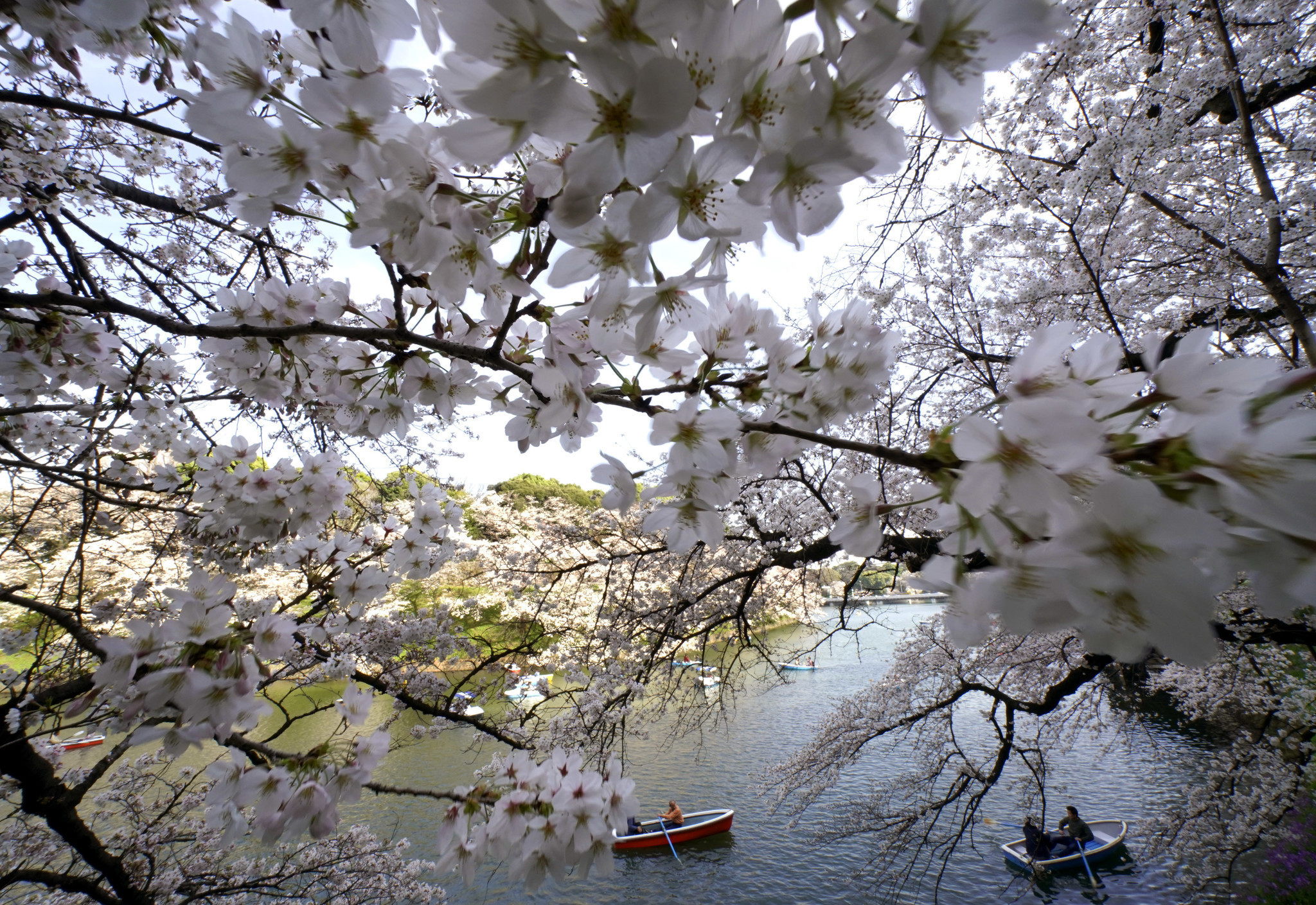 Cherry Blossoms Reach Full Bloom In Tokyo Chicago Tribune