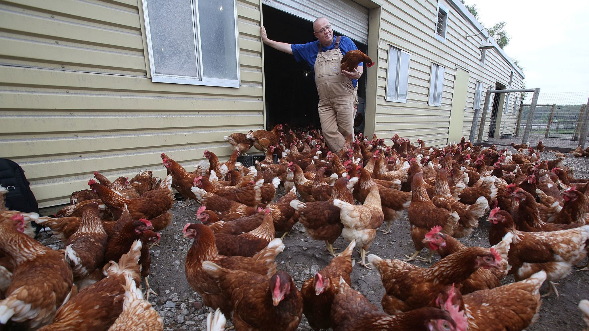 Dale Volkert, Farmer/Owner of Lake Meadow Naturals, Ocoee, Florida,who is an egg farmer raises chick
