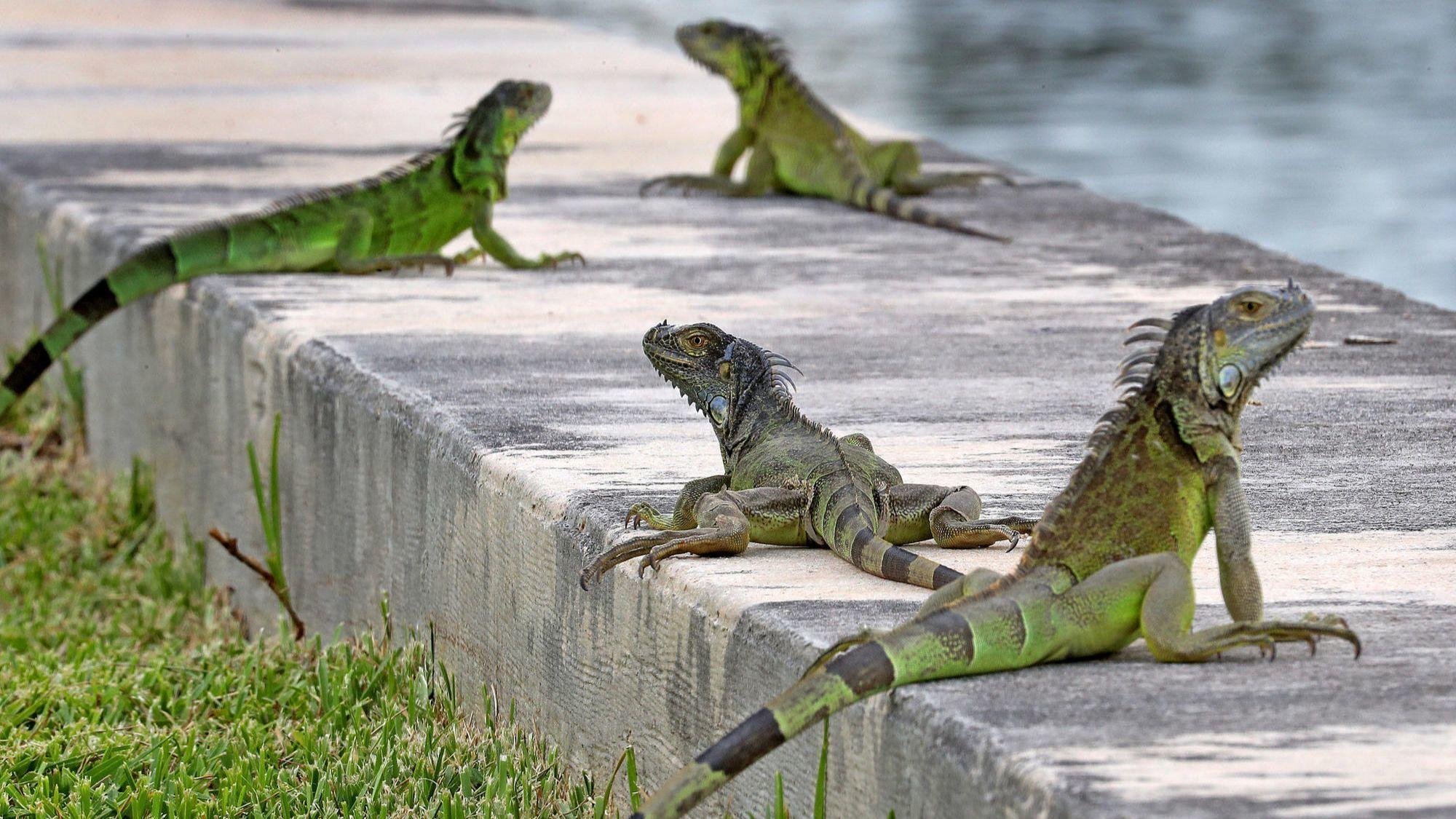 Out of control iguanas infesting South Florida - Orlando Sentinel2000 x 1125