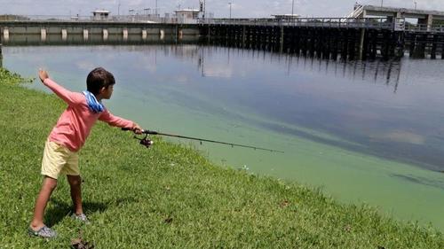 Algae less likely to slime Palm Beach or Broward