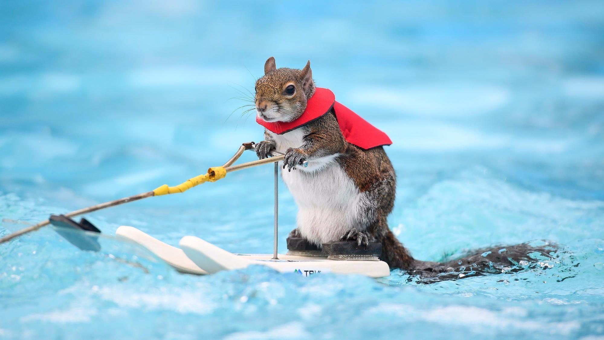 Twiggy the Waterskiing Squirrel will give her last performance at the Orlando Boat Show