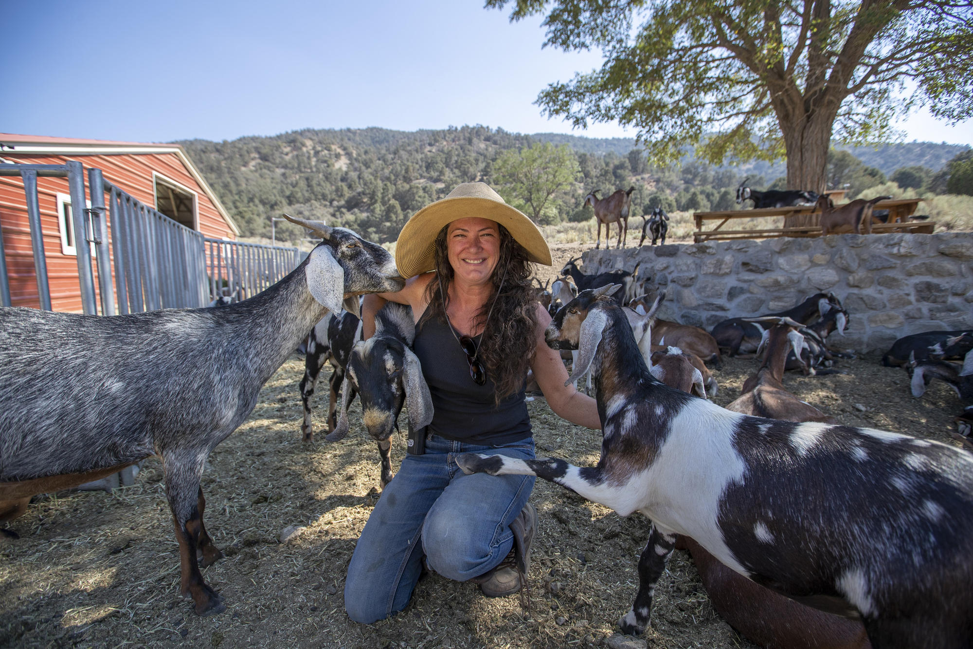 A physicist-turned-farmer left L.A. for a mountain getaway. You can visit for goat cheese and ...