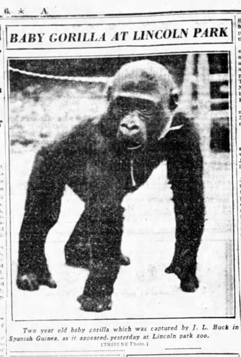 Bushman arrives at Lincoln Park Zoo, Aug. 16, 1930
