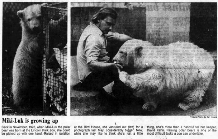 Miki-luk the polar bear raised by Lincoln Park Zoo keepers
