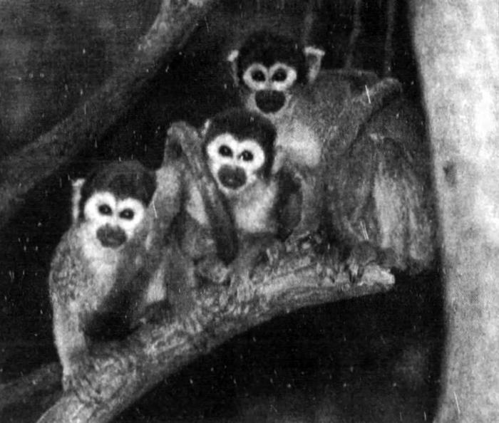 Primate House reopens, 1992