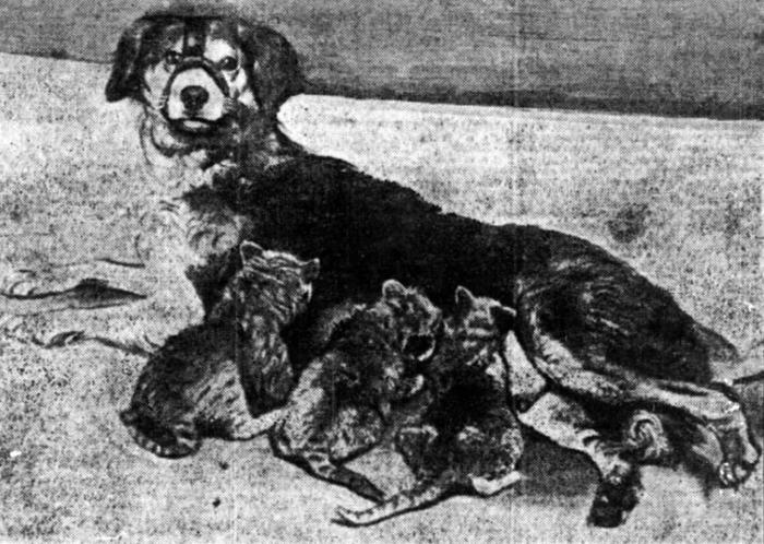 Dog 'foster mom' to lion cubs, 1909