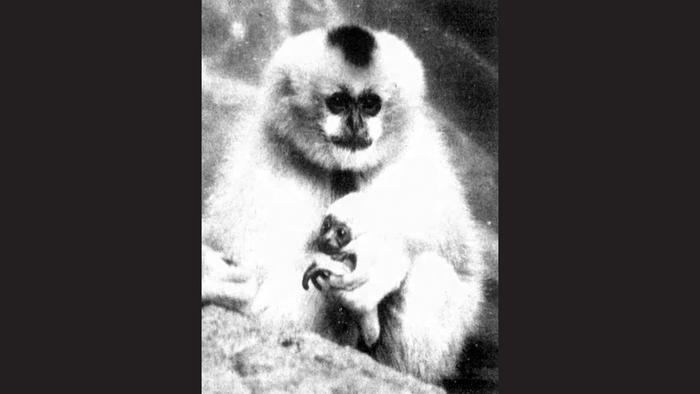 Rare gibbon born, 2001