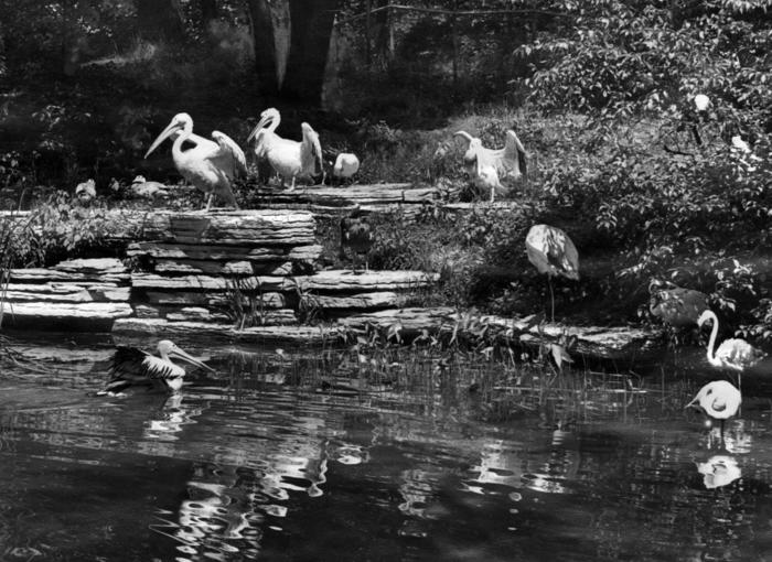Rookery at Lincoln Park Zoo, 1946