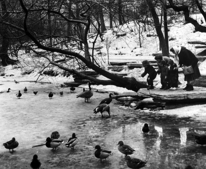 Lincoln Park Rookery, 1959