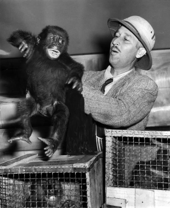Marlin Perkins and gorilla, Irvin Young, 1947