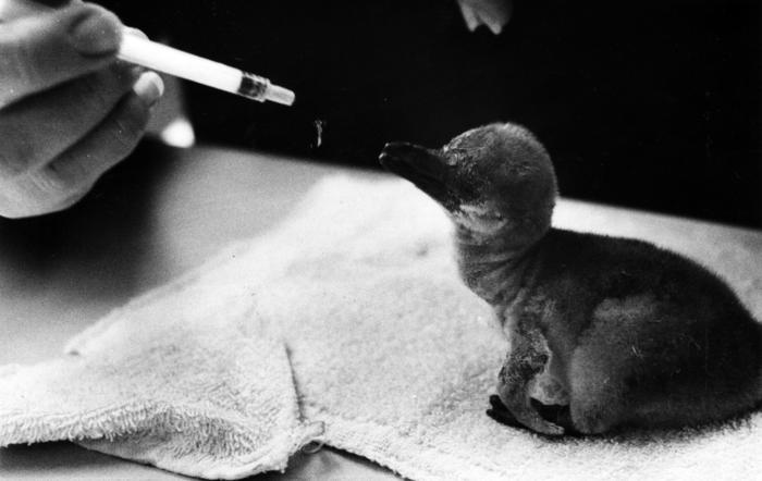 New penguin at Lincoln Park Zoo, 1982