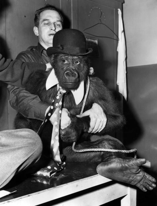 Sinbad the gorilla, 1952