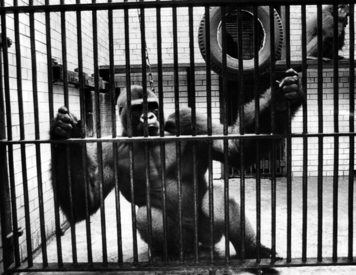 Sinbad the gorilla, 1976
