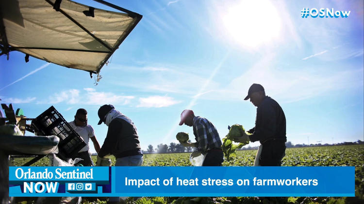 As temperatures rise, advocates fear heat's effects on Florida's farm and construction workers
