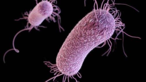 This CDC illustration shows the structure of antibiotic-resistant pseudomonas aeruginosa bacteria.