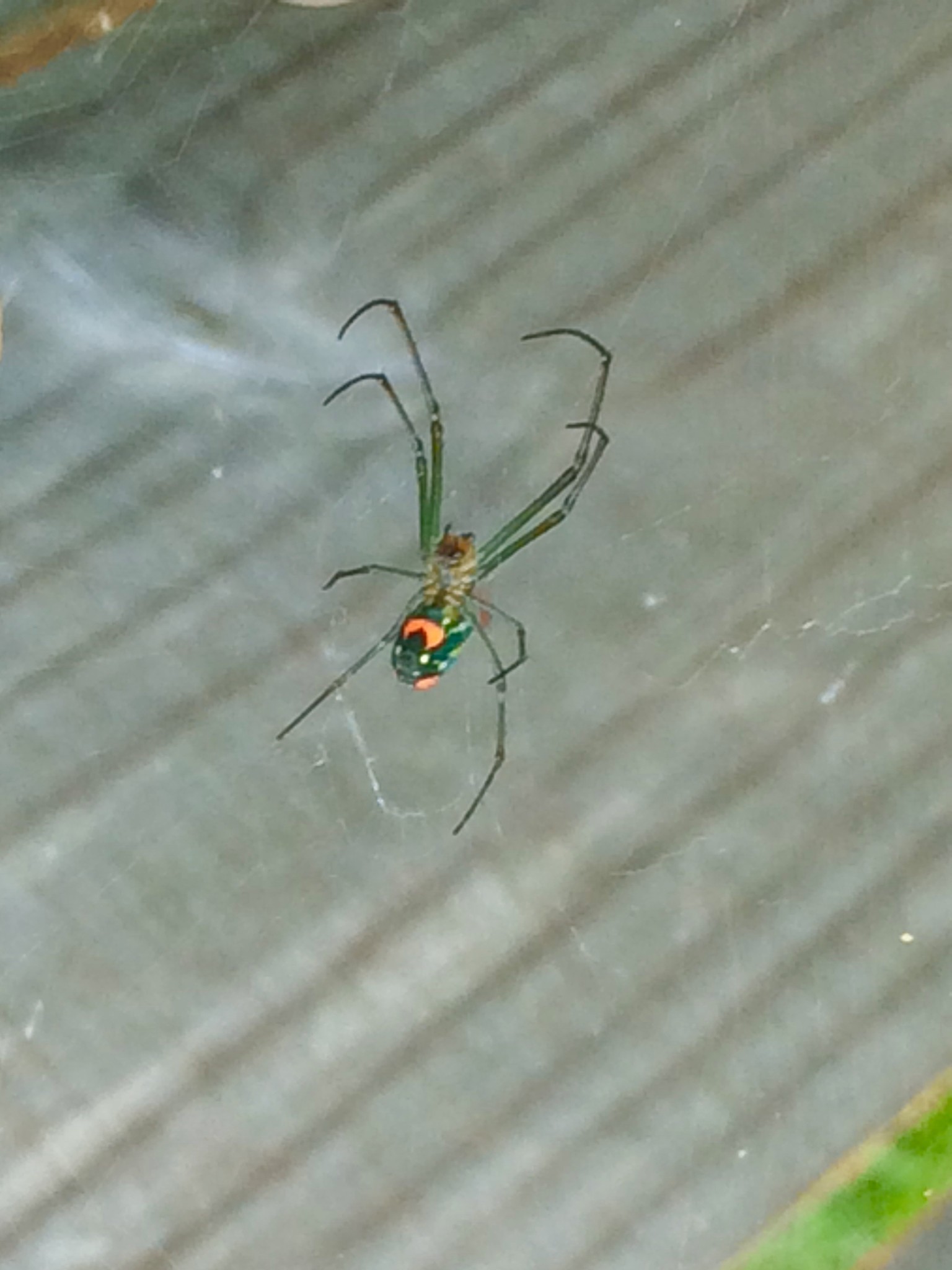 Green and red orchard spider widow spider – The Virginian-Pilot
