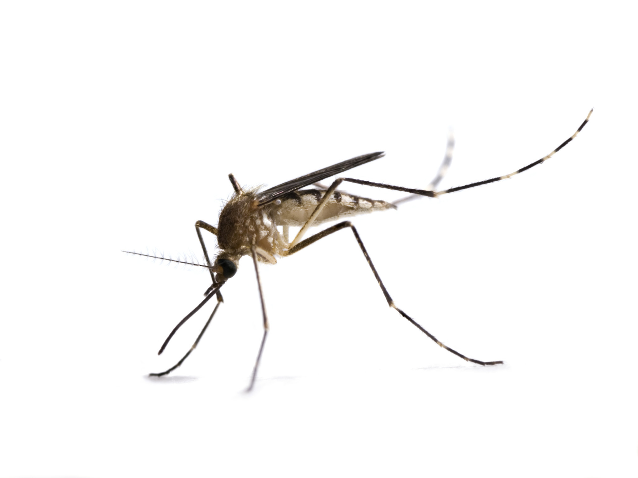 U.S. saw increase in West Nile virus cases last year, CDC says