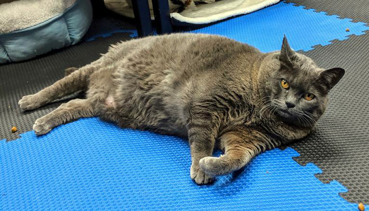 SEE IT: Fat cat named Cinderblock wins over the internet with halfhearted workout attempt