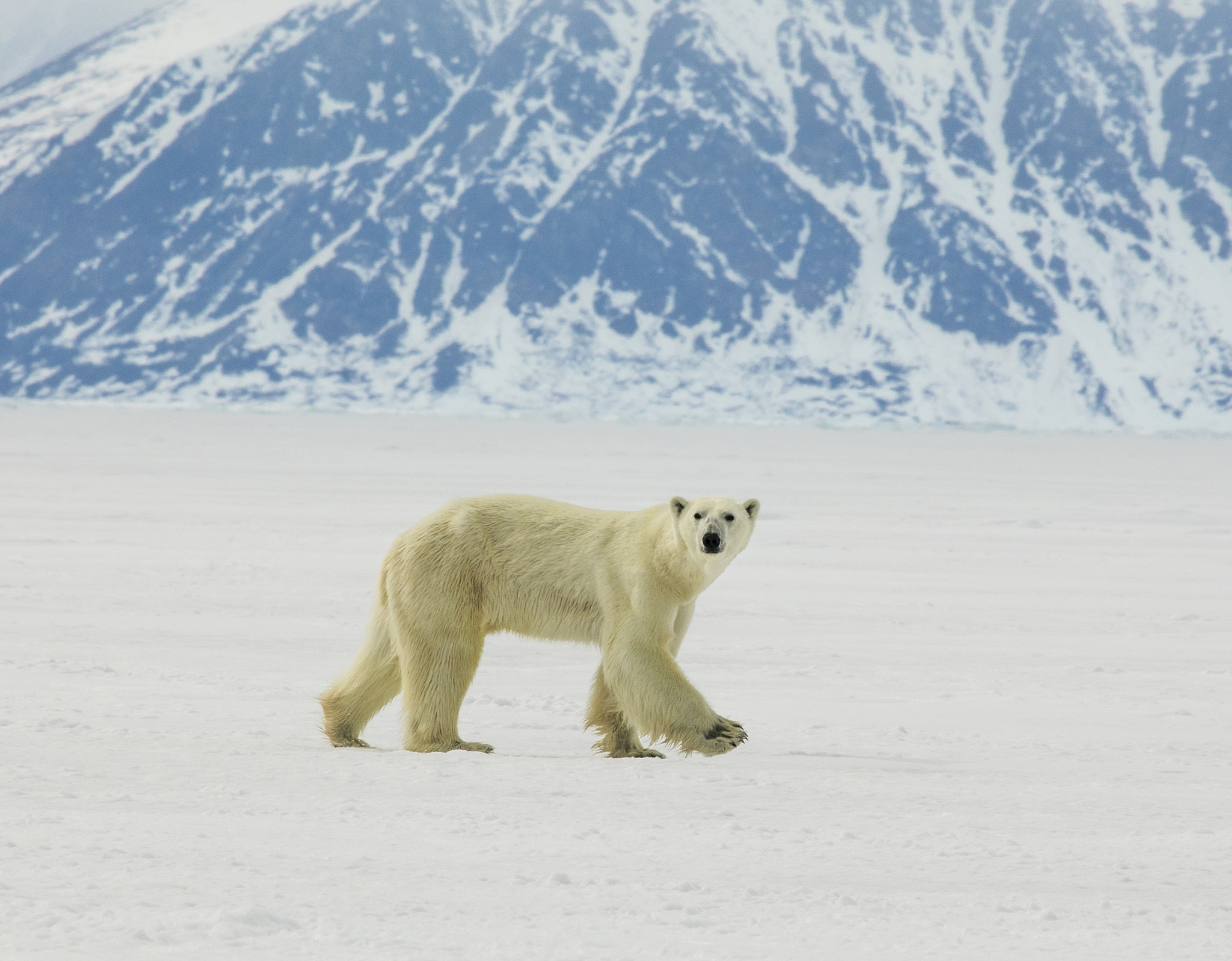 Polar bears are thinner and having fewer cubs as sea ice melts on Baffin Island