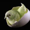'Peep' in eggshell