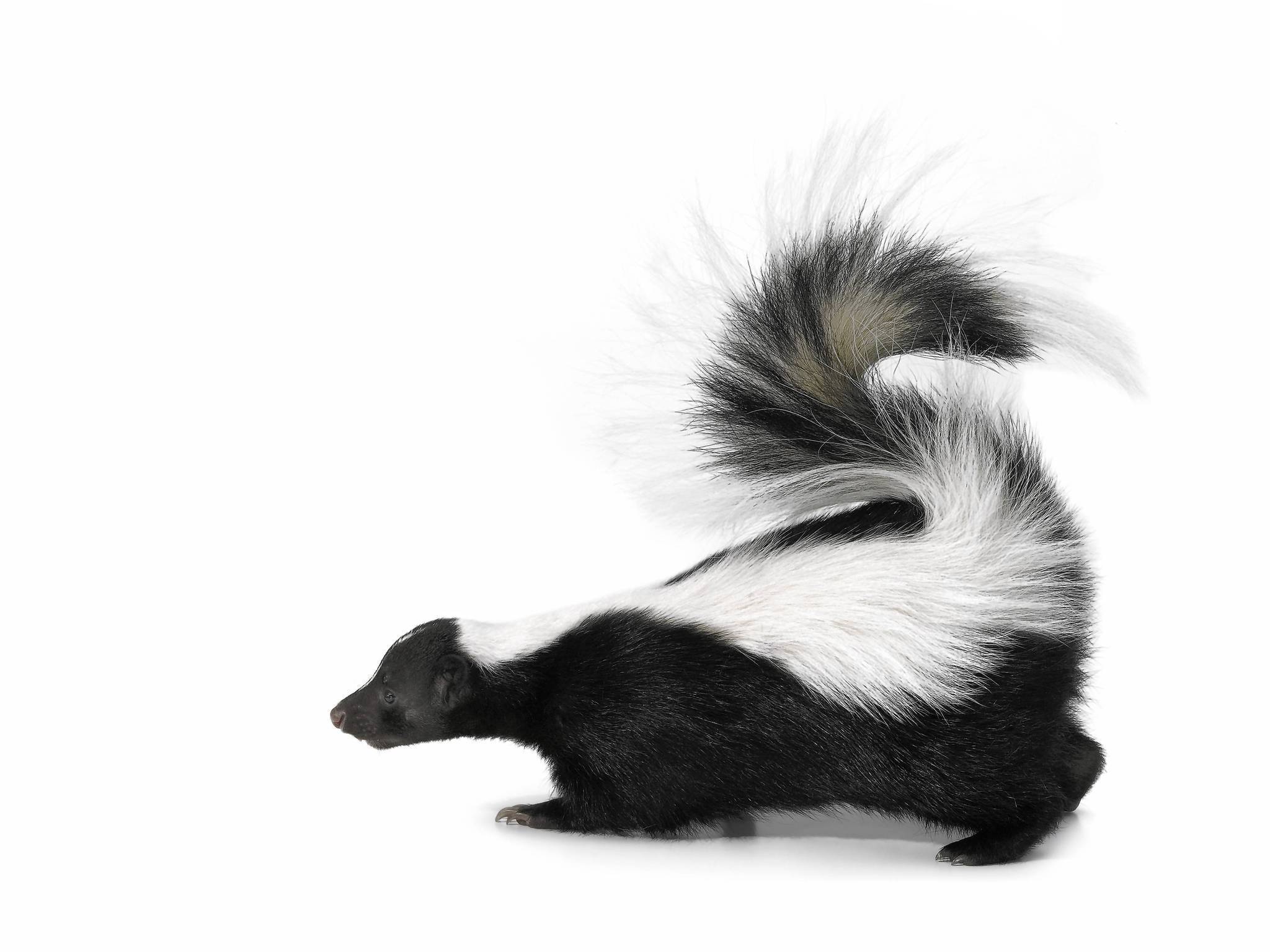 How Long Does Skunk Smell Last?