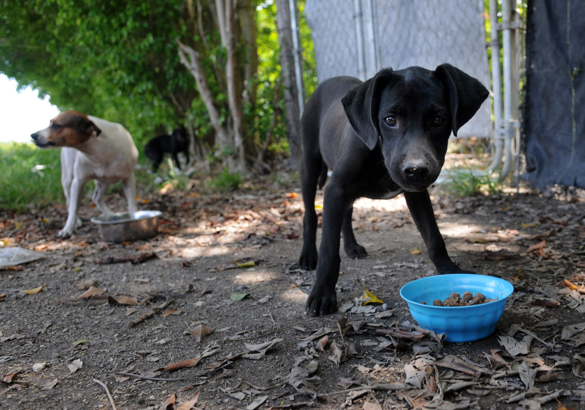 Dozens step up to adopt pooches, help 'Everglades Dogs' rescue group -  Chicago Tribune
