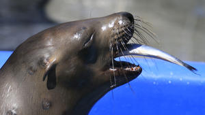 https://www.latimes.com/local/la-me-c1-sea-lion-release-20130822-dto,0,2024748.htmlstory