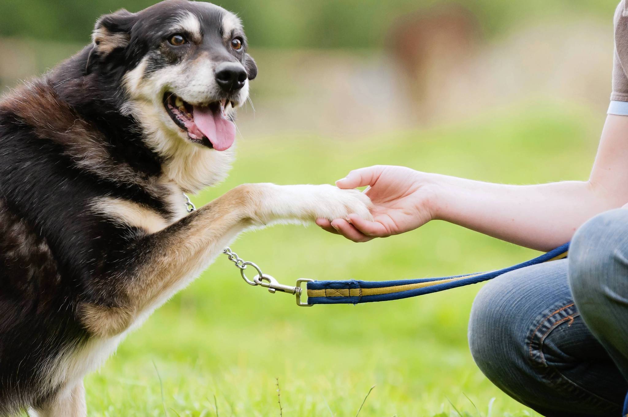 Life Skill: Teach dog to shake hands - Chicago Tribune