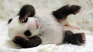 10 best panda photos, just because they're cute