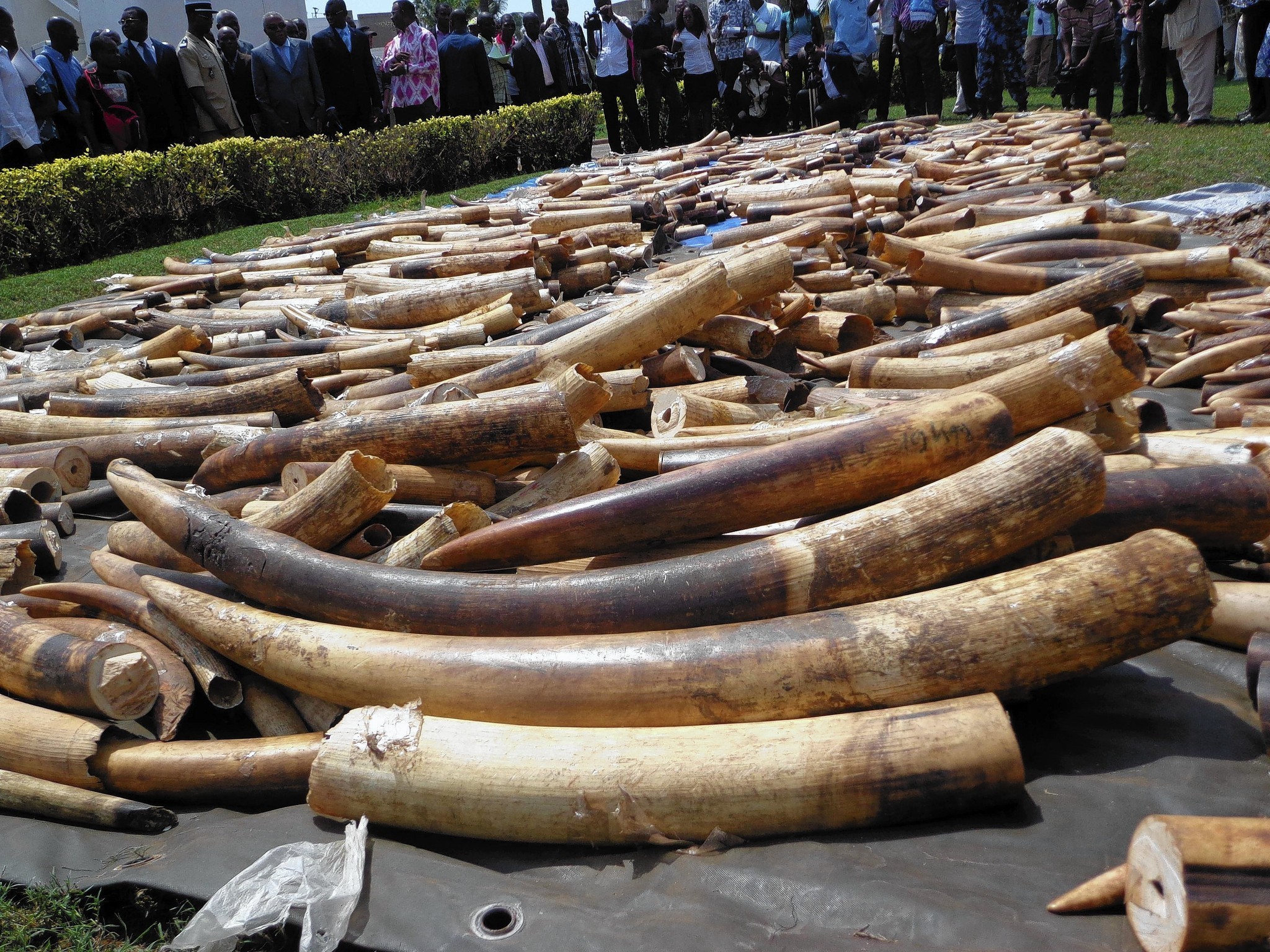 China Bans Import of Ivory Carvings for One Year | Environmental Geography