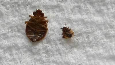 Bedbugs: The top 15 cities with bedbugs - Chicago Tribune