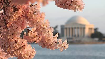 Pictures: National Cherry Blossom Festival in Washington, D.C ...