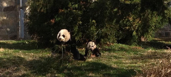 Bao Bao's first day outside at Washington's National Zoo