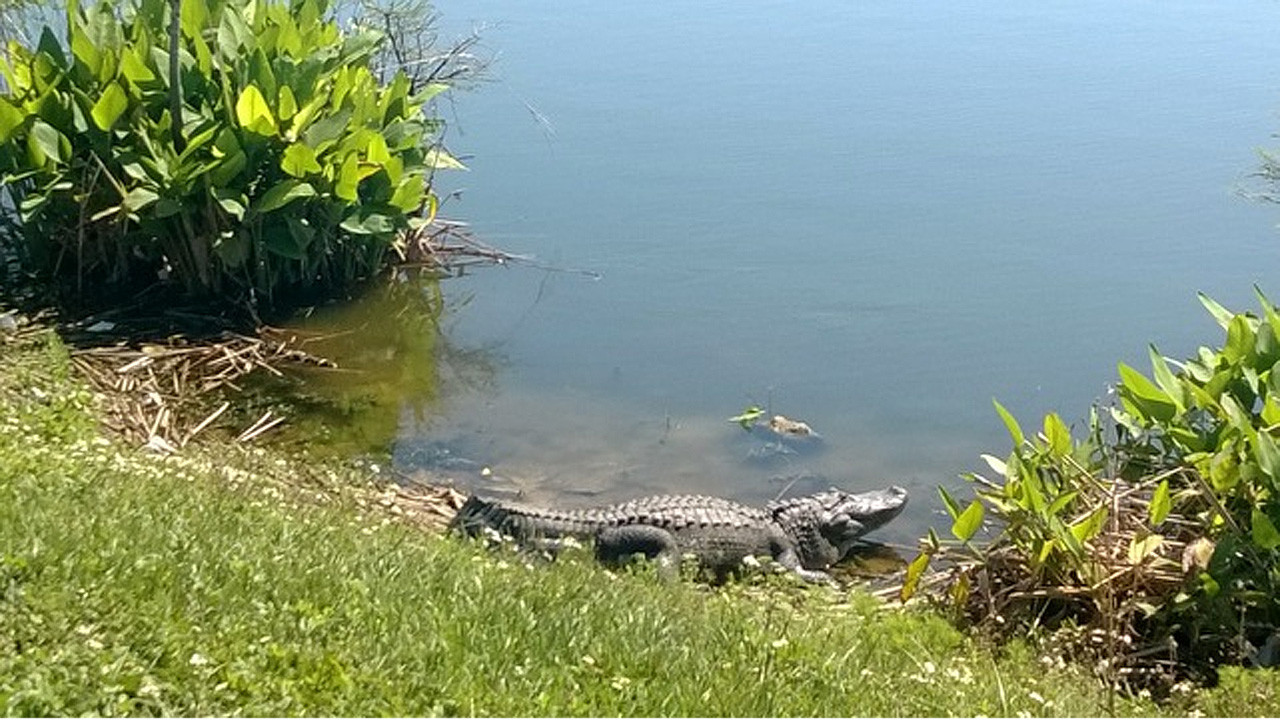 Alligator at west Orlando park - GrowthSpotter