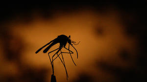 Related story: Officials warn of West Nile virus threat in San Fernando Valley