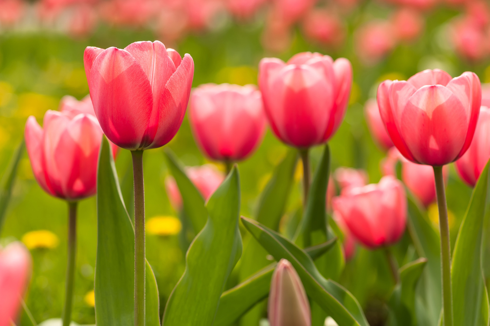 If You Want Tulips To Return Here Are Some Tips Chicago Tribune